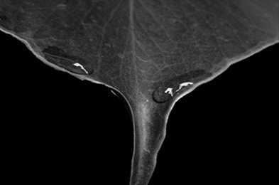 TOD'S 2017秋冬新款鞋履